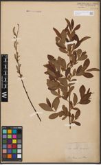 Foto von Salix aurita L. x Salix purpurea L.